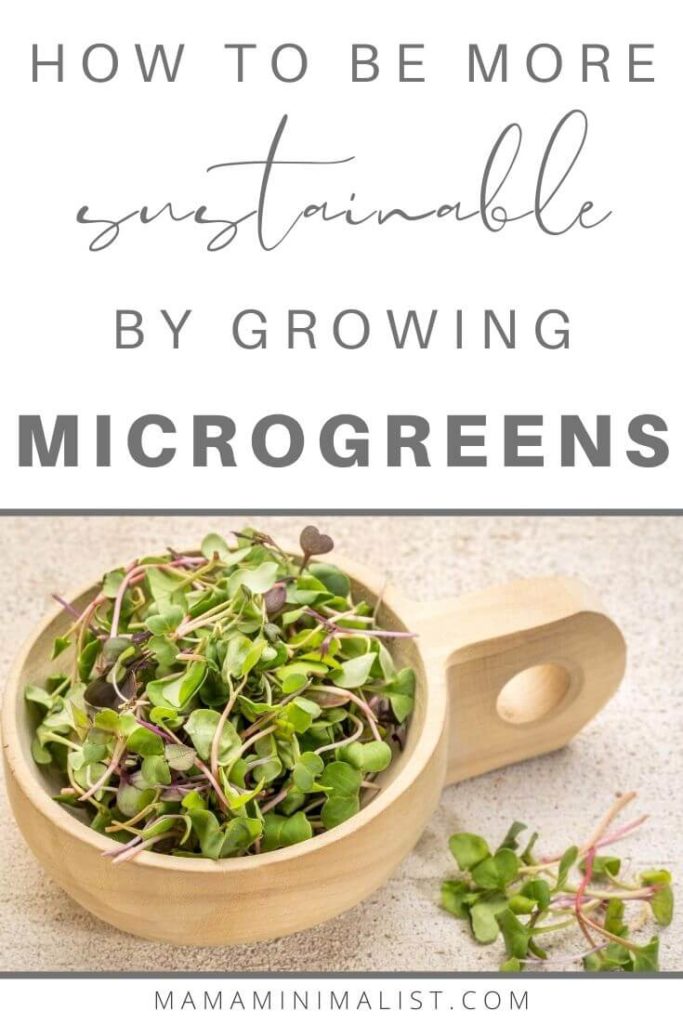 Microgreens are baby vegetables harvested at the seedling state; they also happen to be insanely simple to grow. And gardening indoors during the winter months? It’s a perfect way to both incrementally decrease your reliance on corporations and improve your own self-sufficient skillset. On this episode of The Sustainable Minimalists podcast I chat with Laura Patterson. Laura believes embracing microgreens is an attainable first step toward growing; here's how to start.